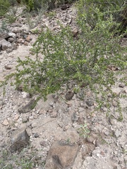 Jatropha cuneata