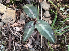 Chimaphila maculata