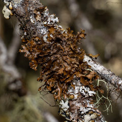 Tuckermanopsis chlorophylla