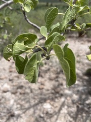Jatropha cinerea