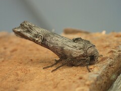 Lithomoia germana