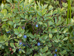 Vaccinium uliginosum