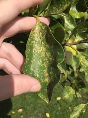 Chrysomphalus pinnulifer