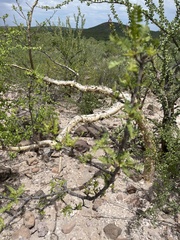 Bursera microphylla