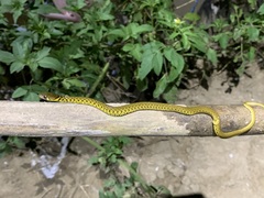 Fowlea flavipunctata