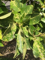 Chrysomphalus pinnulifer