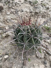 Ferocactus