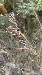 Bromus inermis