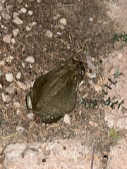 Incilius alvarius