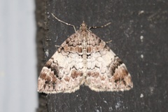 Dysstroma citrata