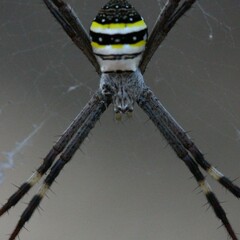 Argiope