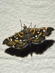 Diathrausta harlequinalis