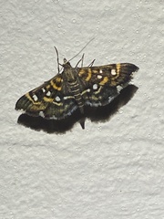 Diathrausta harlequinalis