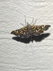 Diathrausta harlequinalis