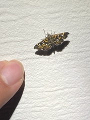 Diathrausta harlequinalis
