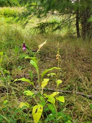 Digitalis purpurea