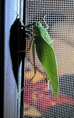 Microcentrum rhombifolium