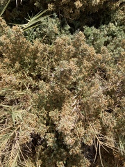 Frankenia salina