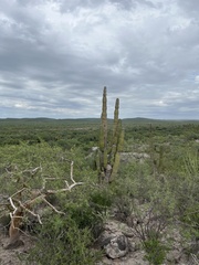 Pachycereus pringlei