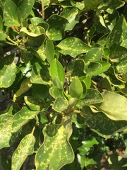 Chrysomphalus pinnulifer