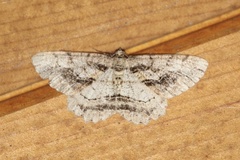 Neoalcis californiaria
