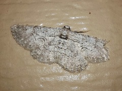 Iridopsis defectaria