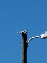 Larus delawarensis
