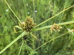 Cyperus eragrostis