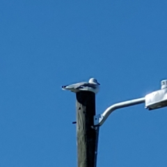 Larus delawarensis