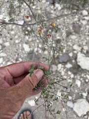 Erythrostemon pannosus