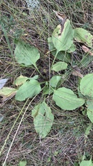 Plantago major