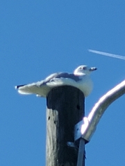 Larus delawarensis