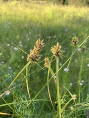 Cyperus eragrostis