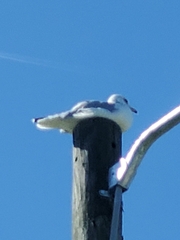 Larus delawarensis