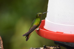 Boissonneaua flavescens