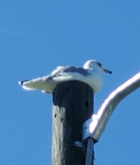 Larus delawarensis