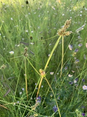 Cyperus eragrostis