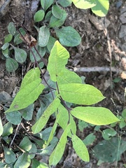Calystegia spithamaea