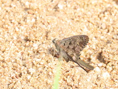 Thorybes dorantes dorantes