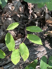 Calystegia spithamaea