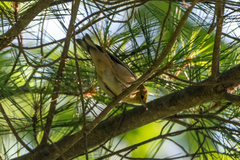 Setophaga castanea