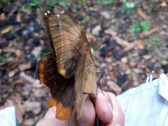 Doleschallia bisaltide