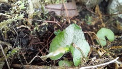 Acianthus sinclairii