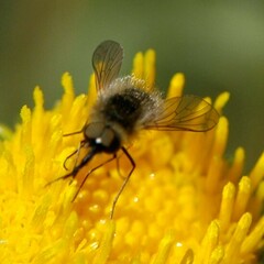 Bombyliinae