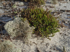 Cladonia evansii