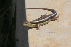 Trachylepis quinquetaeniata