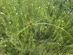 Cyperus eragrostis