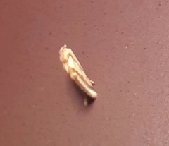 Microtheoris vibicalis
