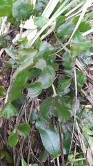 Hymenophyllum nephrophyllum