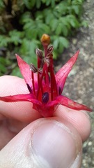 Fuchsia excorticata